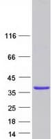 Human GOLPH3 Protein (Recombinant Myc-DDK (Flag))