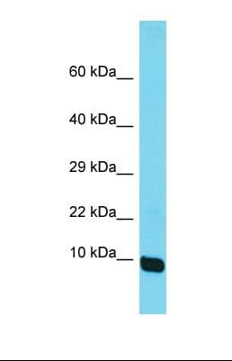 MRPS36 Antibody (aa24-73)