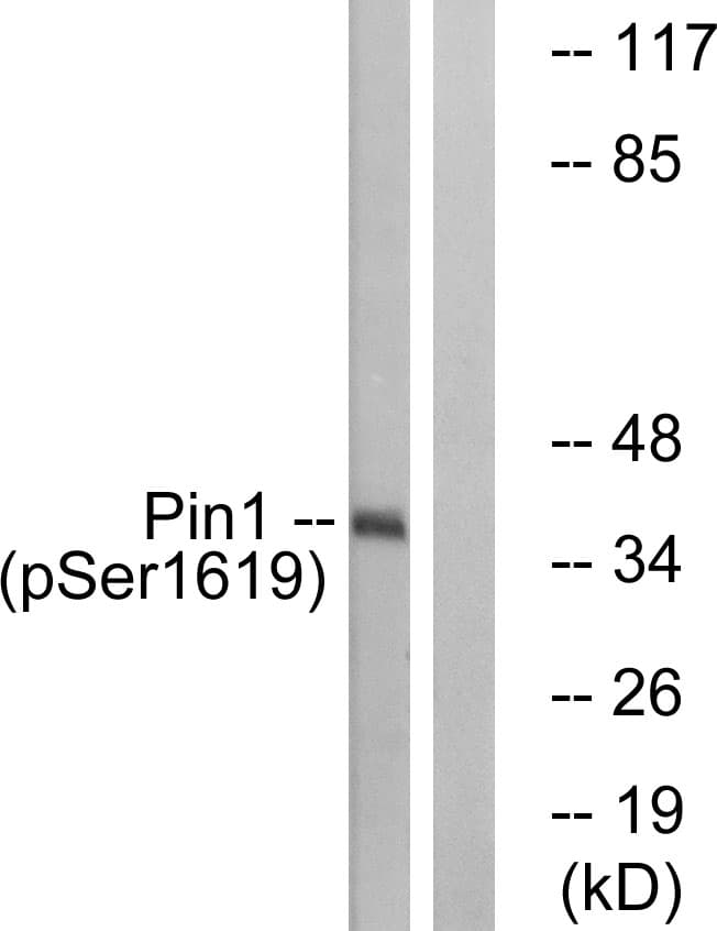 PIN1 Antibody (phospho-Ser16)