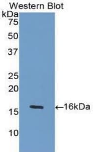 PDGF-AA Antibody (aa87-211)