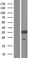 EIF2B1 Protein (Over-Expression Lysate Myc-DDK (Flag))