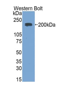 Rabbit Anti-Mouse IgE Secondary Antibody