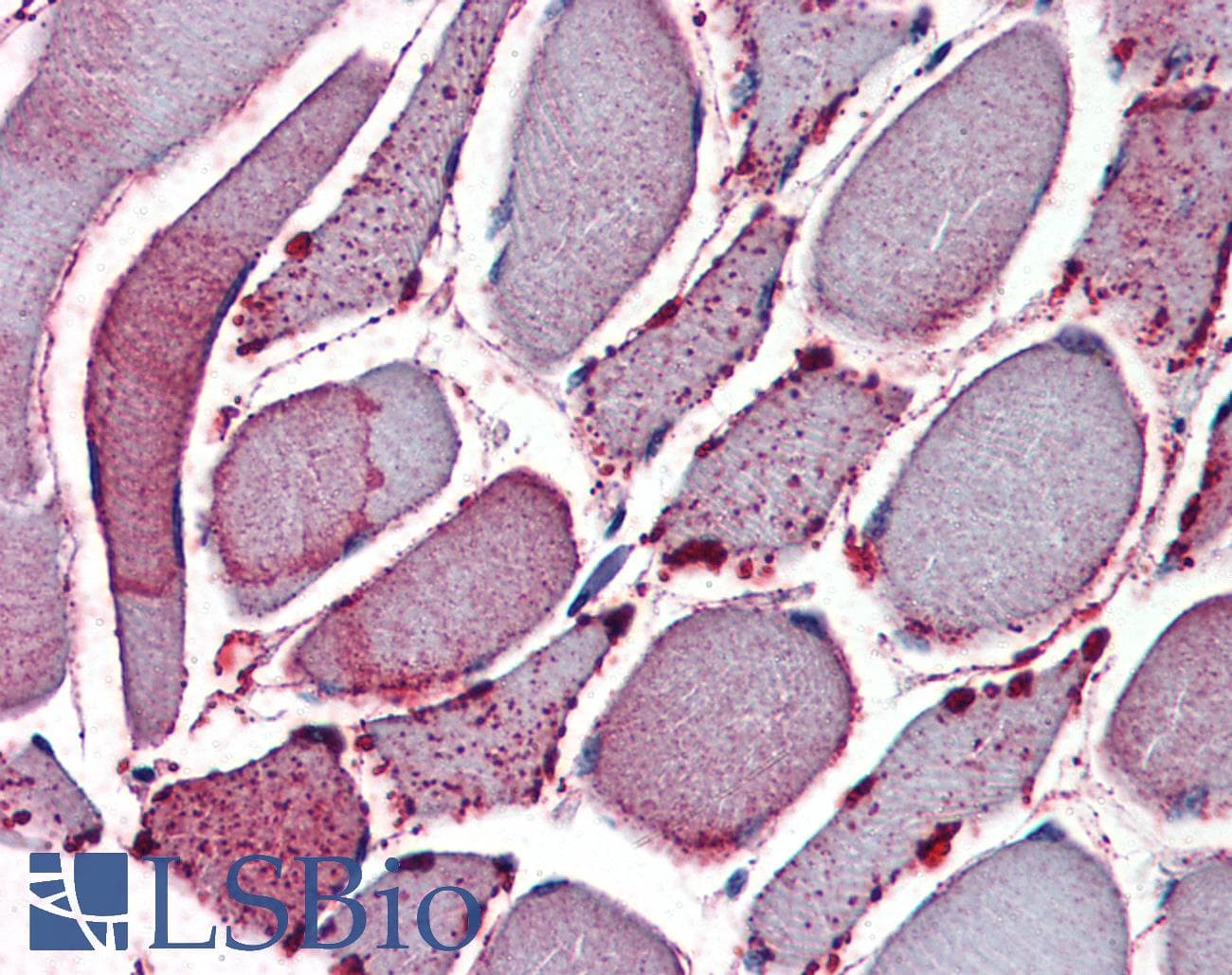 IHC-plus™ NEK7 Antibody (N-Terminus)