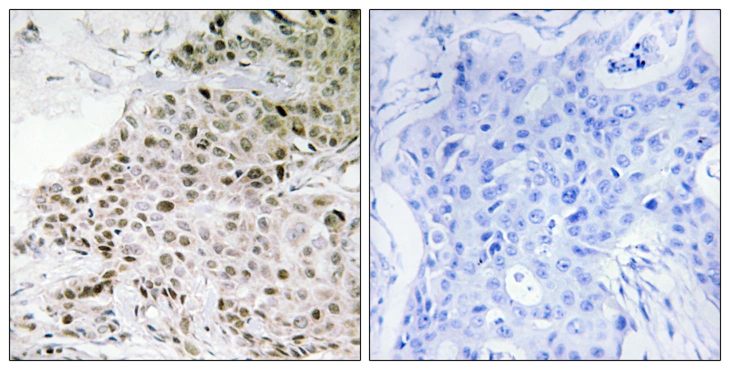 TAF13 Antibody (aa71-120)