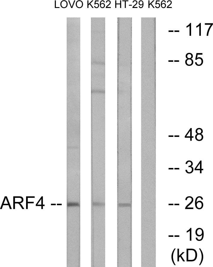 ARF4 Antibody