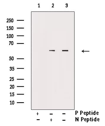 CD19 Antibody (phospho-Tyr531)