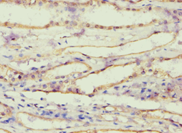 AKR1B10 Antibody (aa1-316)