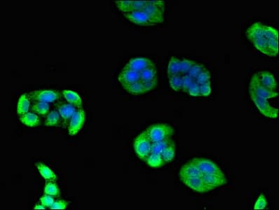 EIF3A Antibody