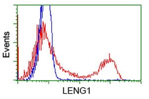 LENG1 Antibody (clone OTI1D4)