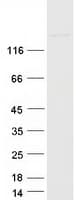 Human EHMT2 / G9A Protein (Recombinant Myc-DDK (Flag))