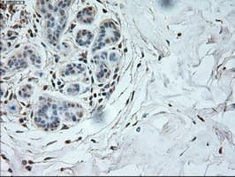NEUROG1 / NGN1 / Neurogenin 1 Antibody (clone OTI9A8)