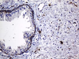 HSPD1 / HSP60 Antibody (clone OTI3A2, Carrier-free)