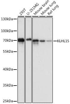 KLHL15 Antibody