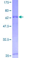 Human COX10 Protein (Recombinant GST)