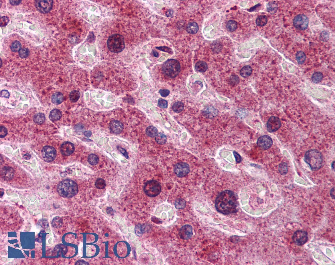 DYNLL1 / PIN Antibody (N-Terminus)
