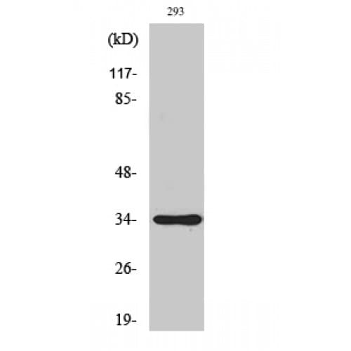 SH2D5 Antibody (250-330 aa, C-terminal)