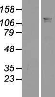 LUZP1 Protein (Over-Expression Lysate Myc-DDK (Flag))