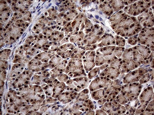 KCTD9 Antibody (aa1-223, clone OTI5G4)