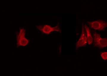 USP38 Antibody