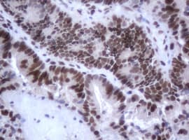 JUN / c-Jun Antibody (clone OTI2A9)