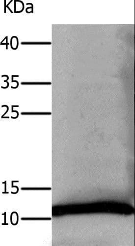 DEFA1 / Defensin Alpha 1 Antibody