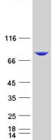 Human Dipeptidyl Peptidase 3 / DPP3 Protein (Recombinant Myc-DDK (Flag))