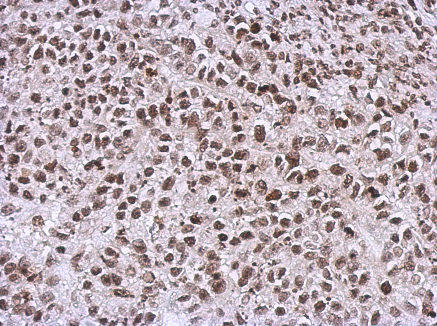 NCK1 / NCK Antibody