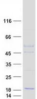 Human PSMG3 Protein (Recombinant Myc-DDK (Flag))