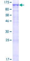 Human PI4KA Protein (Recombinant GST)