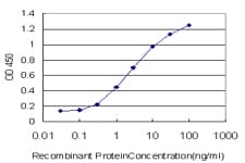 SMAD2 Antibody (clone 3G9)