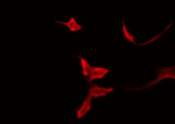 OR51T1 Antibody