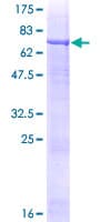 Human RGL4 Protein (Recombinant GST)