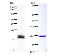 GAS41 Antibody (clone YEATB1A8)