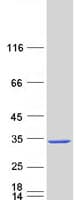 Human C12orf60 Protein (Recombinant Myc-DDK (Flag))