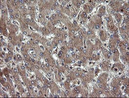 TBCC Antibody (clone OTI2D1)