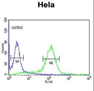 STI1 / STIP1 Antibody (aa461-488)