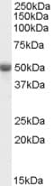 IHC-plus™ TRAF2 Antibody (aa529-540)