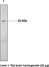 Polyclonal Rabbit anti-Rat FAAH Antibody (WB)