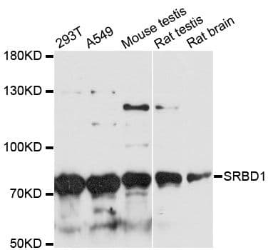 SRBD1 Antibody