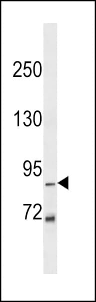 Polyclonal Rabbit anti-Human ZNF786 Antibody (aa190-217, WB)