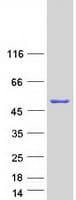 Human C16orf86 Protein (Recombinant Myc-DDK (Flag))