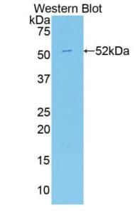 Apelin Antibody (aa24-77, PE)