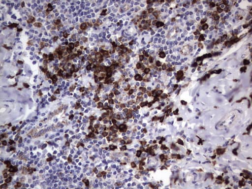MRPS7 Antibody (aa38-242, clone UMAB156, Carrier-free)