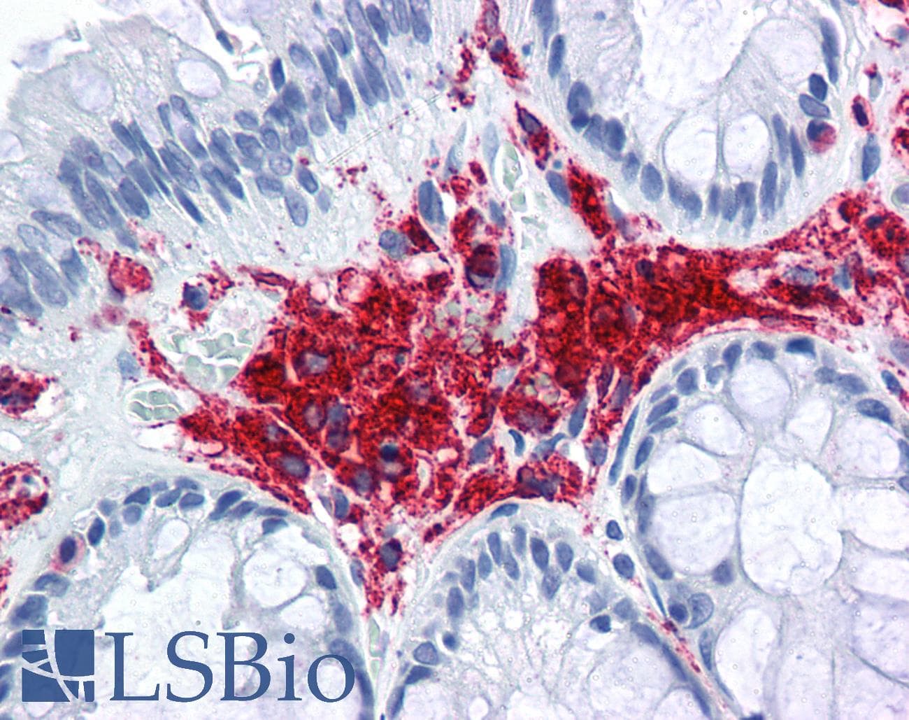 IHC-plus™ Monoclonal Mouse anti-Sheep MHC Class II DQ DR Polymorphic Antibody (clone 49.1, FITC, IHC)