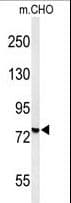Polyclonal Rabbit anti-Human YME1L1 Antibody (aa191-219, IHC, WB)