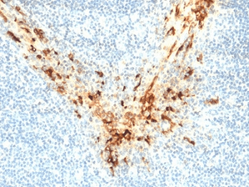 MSLN / Mesothelin Antibody (clone MSLN/2131, Azide-free, BSA-free)