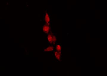OR9G1 Antibody