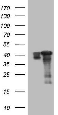 SAE1 Antibody (clone OTI3C11, Carrier-free)