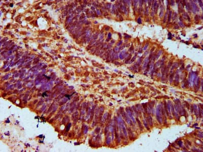 FAN1 Antibody