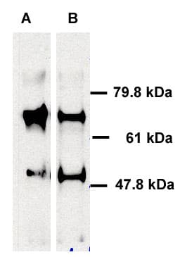 ABCE1 Antibody (aa1-119)